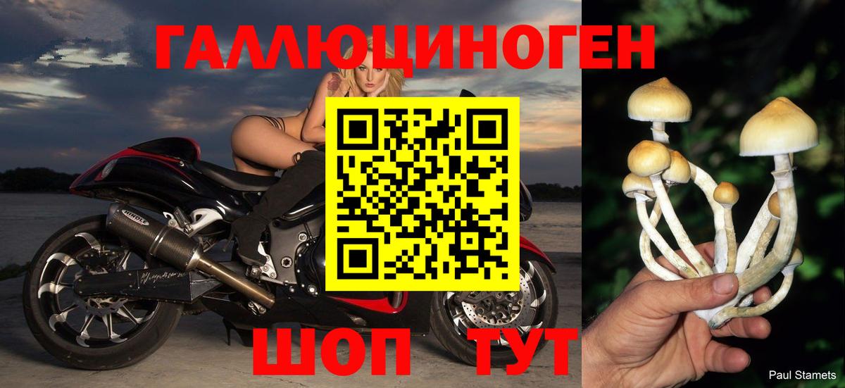 Майкоп  цены   Вход с VPN  Галлюциногенные грибы GOLDEN TEACHER 